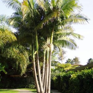 PALMIER DE BANGALOW (Archontophoenix cunninghamiana)