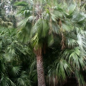 PALMIER DE SONORA (Brahea aculeata)