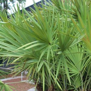 PALMIER CHOU SERRÉ (Serenoa repens)