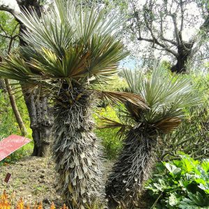 CARANDAÍ (Trithrinax campestris)