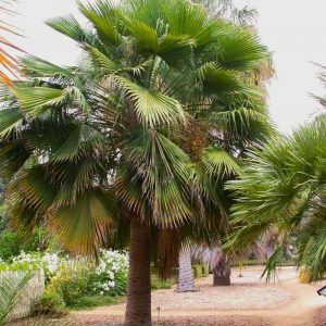 PALMEIRA GUADALUPE (Brahea edulis)