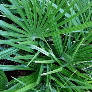NEEDLE PALM (Rhapidophyllum hystrix)