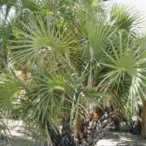 PALMERA ILALA (Hyphaene coriacea)