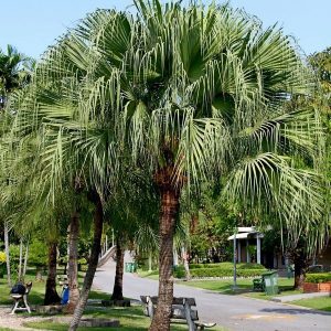 FOUNTAINPALM (Livistona chinensis)
