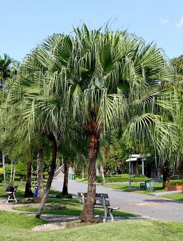 FOUNTAINPALM (Livistona chinensis)