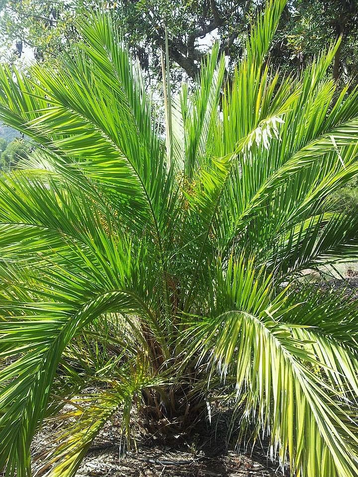 ANDAMAN DATE PALM (Phoenix lallani)