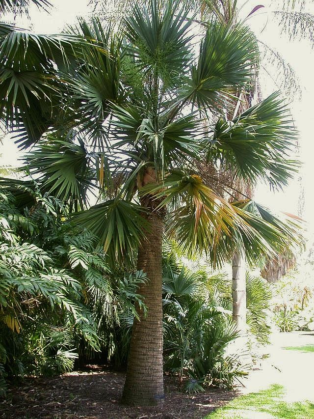 RIO GRANDE PALMETTO (Sabal mexicana)