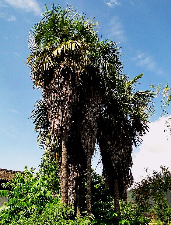 KUMAON FAN PALM (Trachycarpus takil)