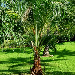 GURIRI (Allagoptera arenaria)