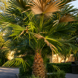 PALMA DI BLACKDOWN (Livistona fulva)