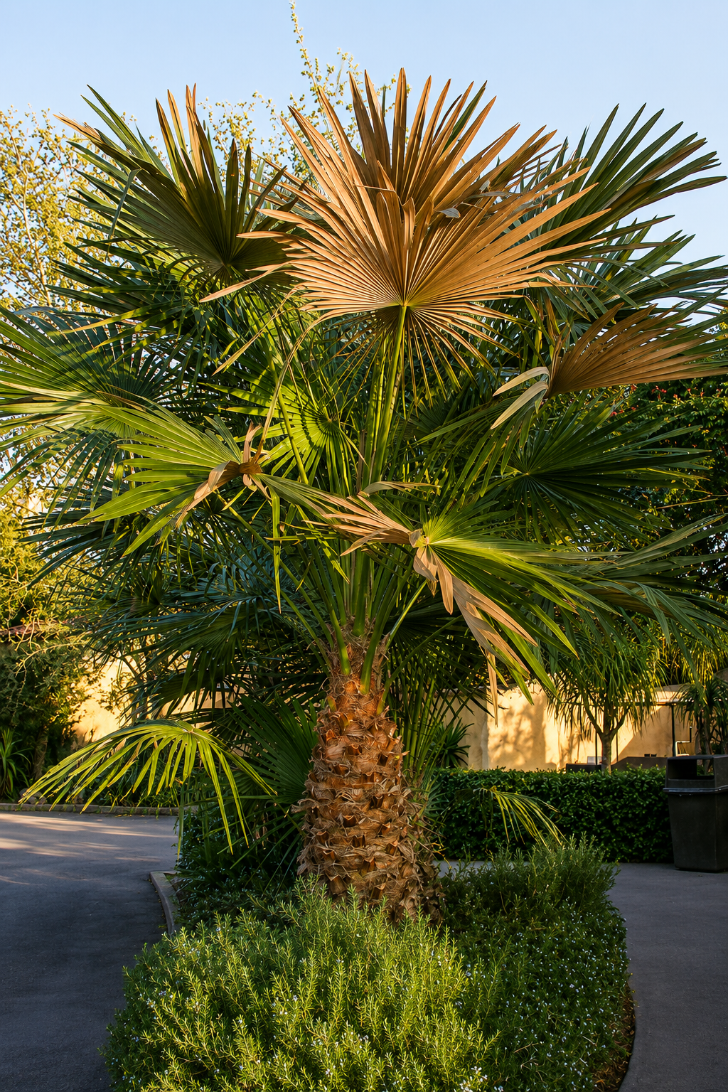 PALMA DI BLACKDOWN (Livistona fulva)